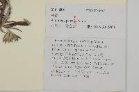 魁蒿藏品圖，第2張