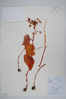 中華秋海棠藏品圖，第1張