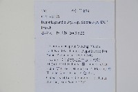 中華秋海棠藏品圖，第2張