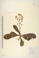 昆明合耳菊藏品圖，第1張