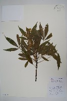 異葉梁王茶藏品圖，第1張