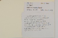 狗舌紫菀藏品圖，第2張