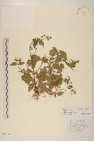 小米菊藏品圖，第1張