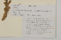 牛尾蒿藏品圖，第2張