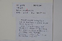 貴州忍冬藏品圖，第2張
