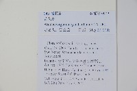 細葉蘭花參藏品圖，第2張