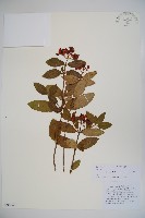 紫藥紅莢迷藏品圖，第1張