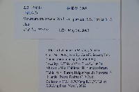 紫藥紅莢迷藏品圖，第2張