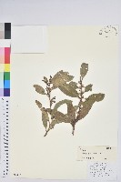 地檀香藏品圖，第1張