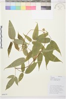 雲南鐵線蓮藏品圖，第1張