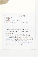 宜昌胡頹子藏品圖，第2張