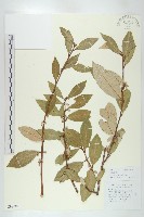 宜昌胡頹子藏品圖，第1張