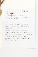 宜昌胡頹子藏品圖，第2張