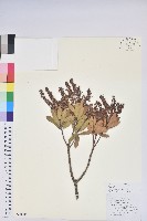 美麗馬醉木藏品圖，第1張