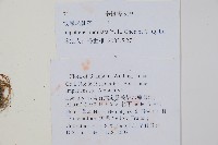 波緣鳳仙花藏品圖，第2張