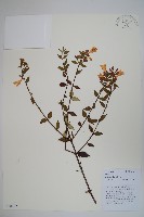 小葉六道木藏品圖，第1張