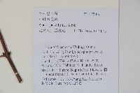 小葉六道木藏品圖，第2張