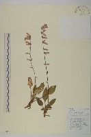 雲南兔兒風藏品圖，第1張