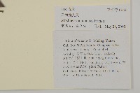 雲南兔兒風藏品圖，第2張