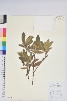 炮仗花杜鵑藏品圖，第1張