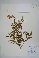 毛子草藏品圖，第1張