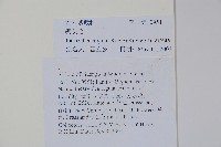 毛子草藏品圖，第2張