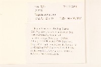 西番菊、萬壽菊藏品圖，第2張