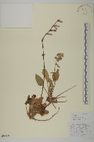 石寶茶藤藏品圖，第1張