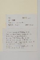 石寶茶藤藏品圖，第2張