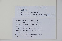 滇韭藏品圖，第2張