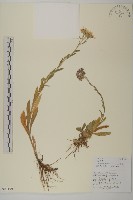 雲南裂稃草藏品圖，第1張