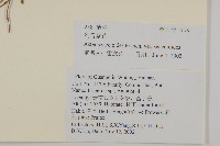 雲南裂稃草藏品圖，第2張