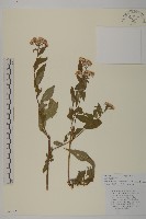 堅葉紫菀藏品圖，第1張