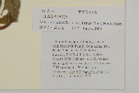 堅葉紫菀藏品圖，第2張