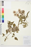 毛茛葉鐵線蓮藏品圖，第1張