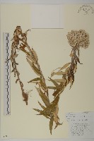 旋葉香青薄葉變種藏品圖，第1張