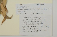 旋葉香青薄葉變種藏品圖，第2張