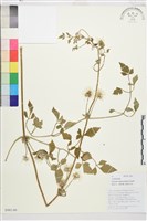 毛茛葉鐵線蓮藏品圖，第1張