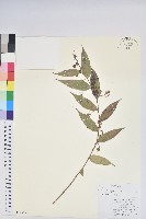 硬毛白珠藏品圖，第1張