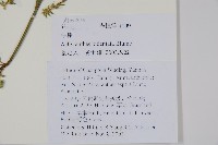 牛膝藏品圖，第2張