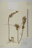 牛尾蒿藏品圖，第1張