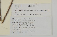 牛尾蒿藏品圖，第2張