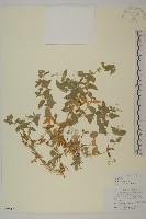 疏花繁縷藏品圖，第1張