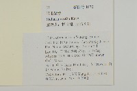 疏花繁縷藏品圖，第2張