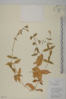 老鸛筋藏品圖，第1張