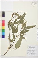 雲南鐵線蓮藏品圖，第1張