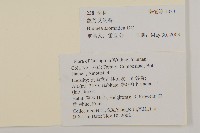 薄葉艾納香藏品圖，第2張