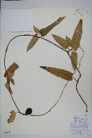 大葉馬兜鈴藏品圖，第1張