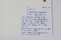 大葉馬兜鈴藏品圖，第2張