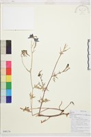 裂瓣翠雀藏品圖，第1張